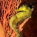 seahorse_tigertail_ar_phi_v_0125_tha6179.jpg